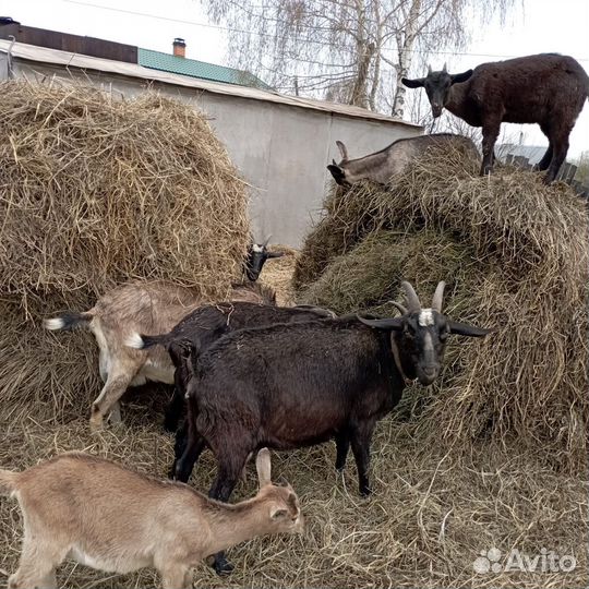 Козы, козлы, козлята