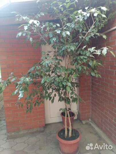 Фикус бенджамина большой