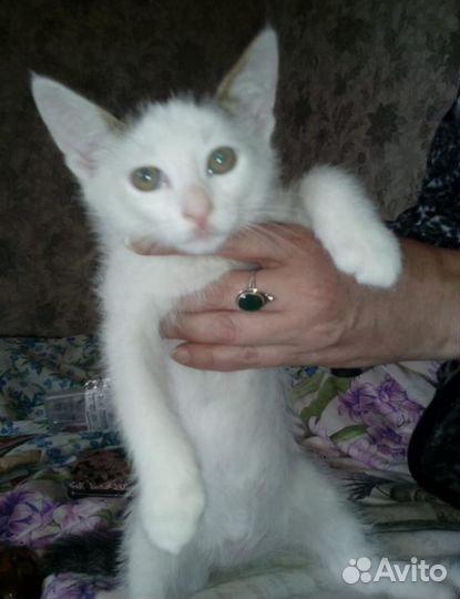 Бело - серая, плюшевая девочка котенок в дар
