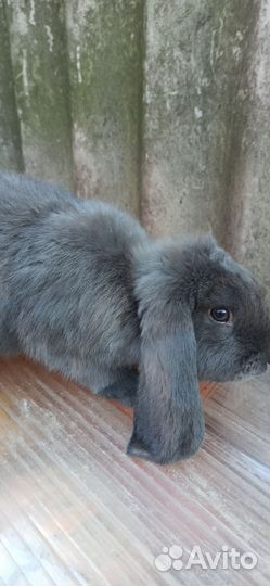 Кролики французкий баран