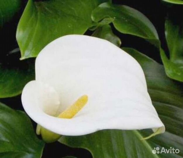 Луковицы каллы