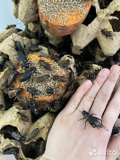 Кормовые насекомые