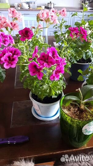 Пеларгония Королевская сортовая