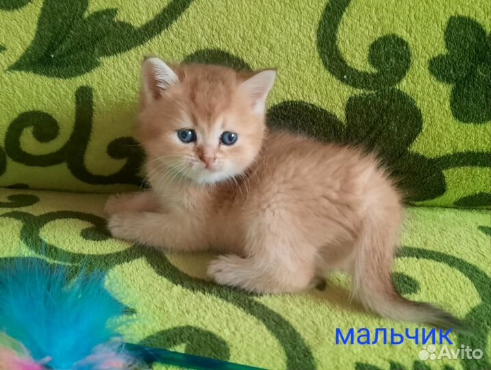 Очаровашки