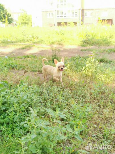 Супер мини девочка чихуахуа