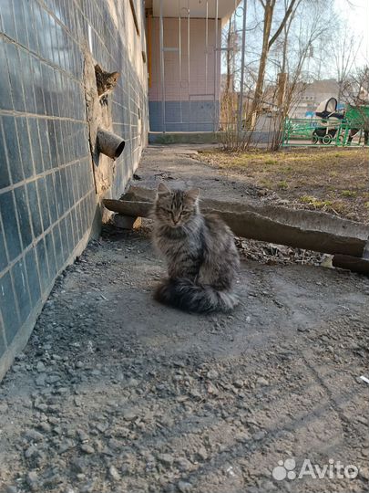 Кошечка в беде