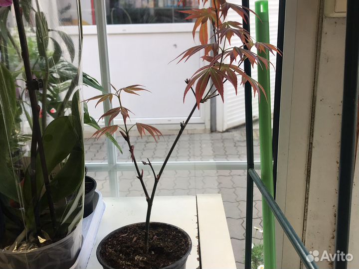 Клен японский