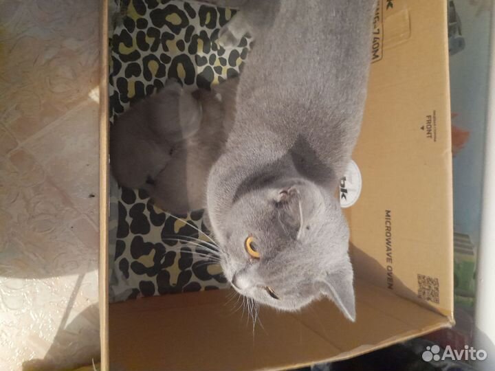 Британская