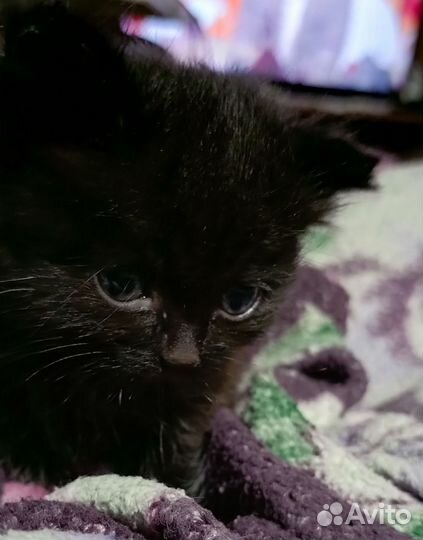 Маленький котик