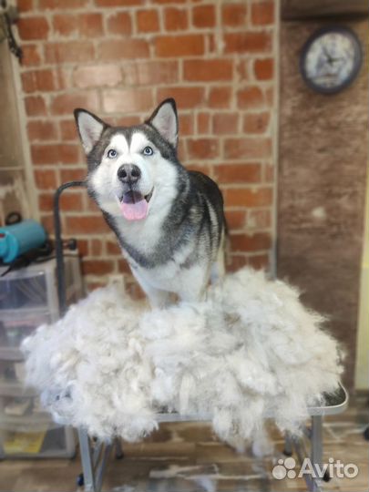 Стрижка животных