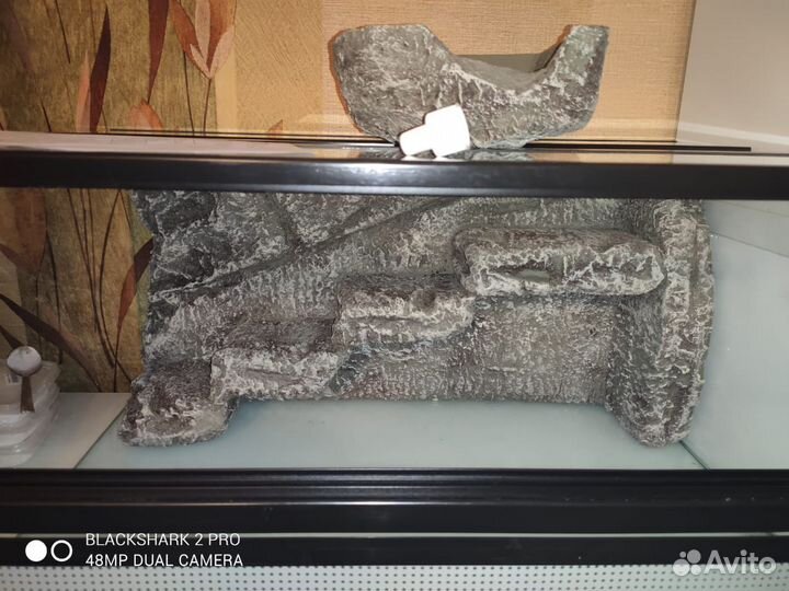 Эублефары с террариумом