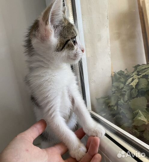 Кошка бесплатно