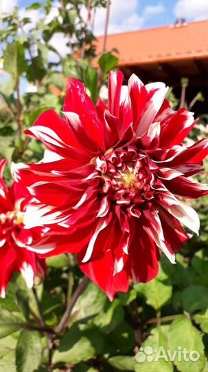 Пион,Георгин,Аквилегия,Арабис,Рудбекия,Лилейник