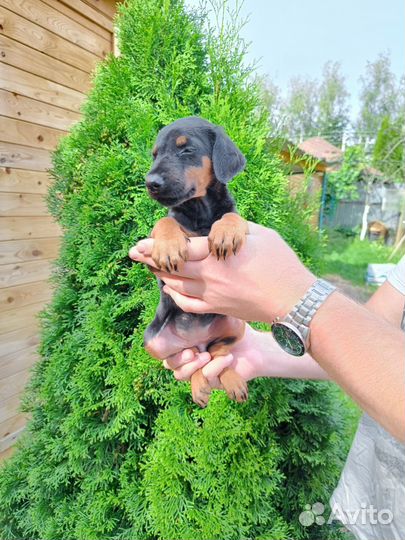 Доберман девочка