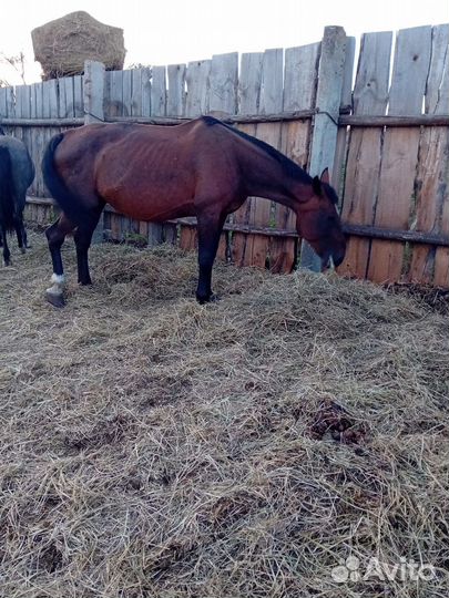 Жерёбые обученные кобылы