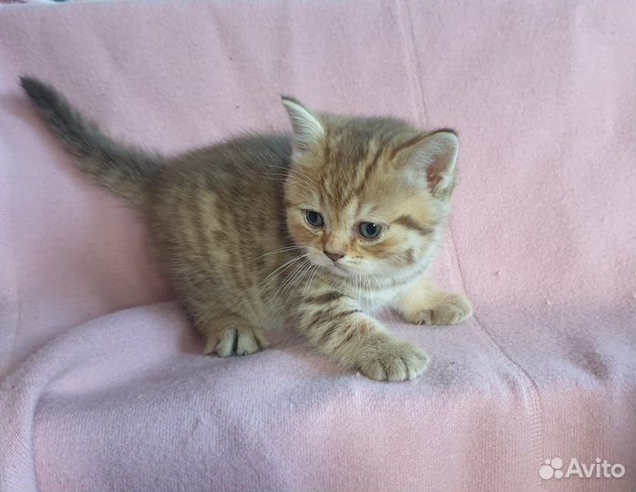 Британская шоколадная кошечка