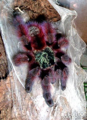 Паук птицеед Avicularia versicolor L2-3