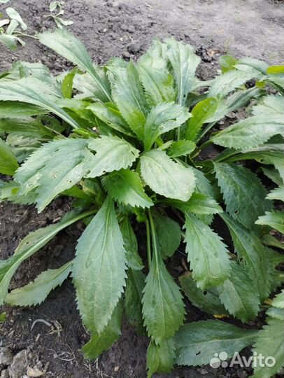 Ромашка садовая крупная