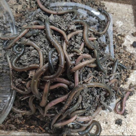 Черви зелёные