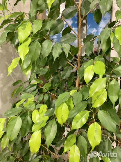 Бенджамина