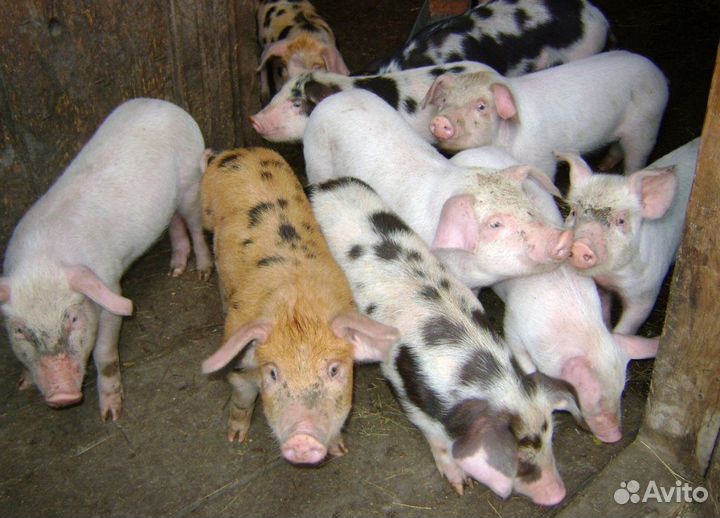 Поросята мясной и мясо-сальной породы