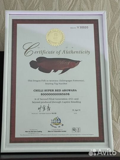 Азиатская аравана чили ред