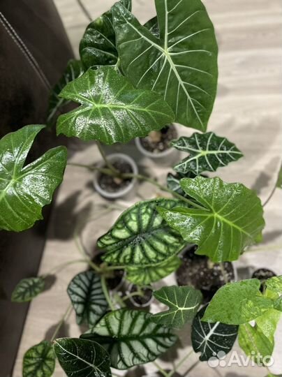 Детки Алоказий