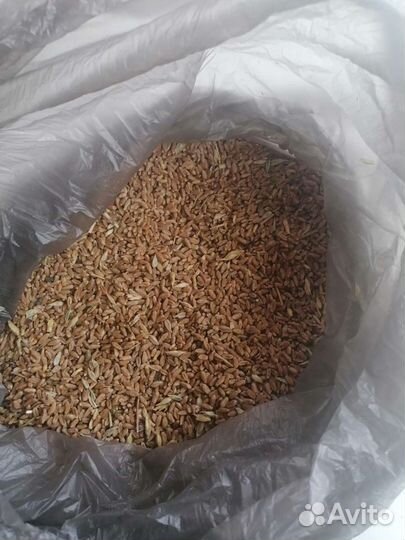 Семечка на масло, пшеница, ячмень, сено