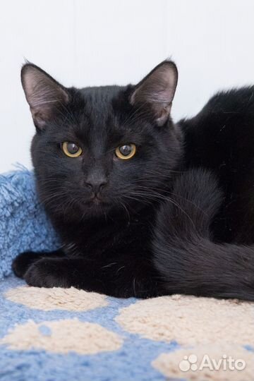 Котик Равель ищет ответственных и любящих родителе