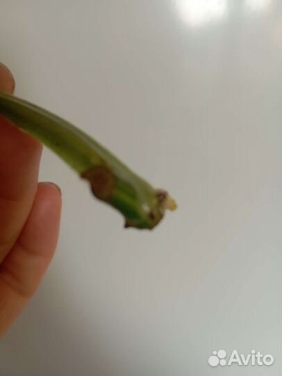 Сингониум яичница