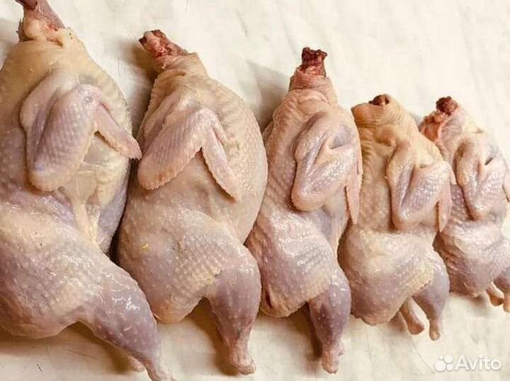 Тушки перепелов