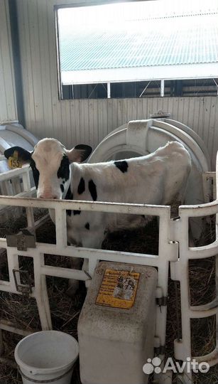 Холмогоры Голштины Бычок Теленок Телки