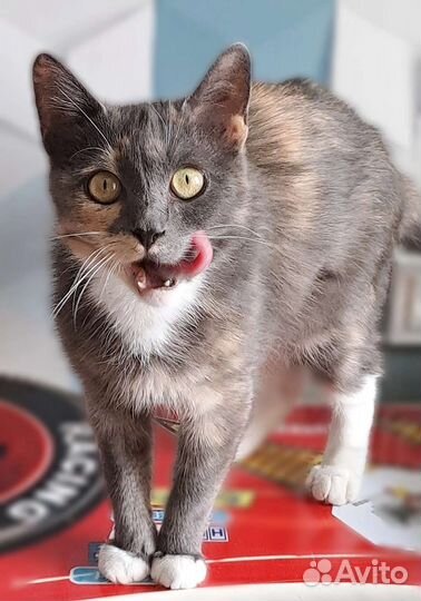 Кошка в добрые руки