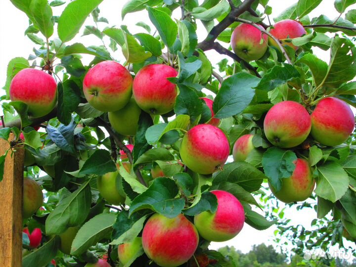 Яблоки из своего сада