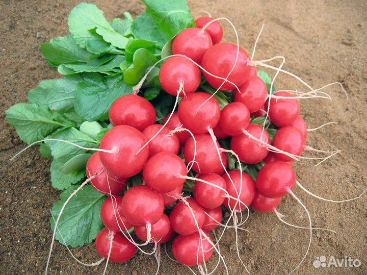 Семена редиса 