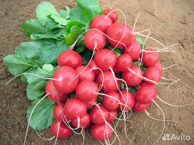 Семена редиса 