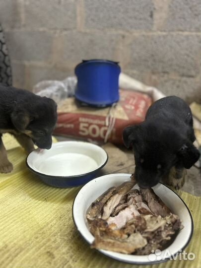 Отдам в добрые руки