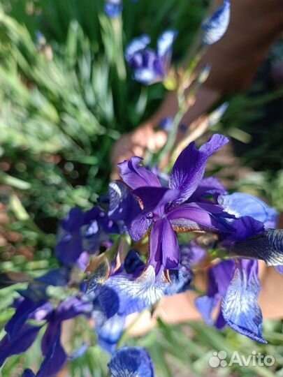 Ирис сибирский