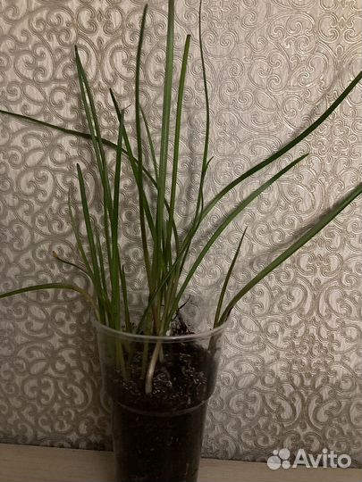 Розовый зефирантес