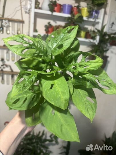 Монстера обликва