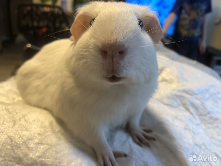 Морская свинка