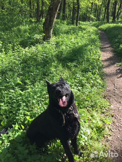 Собака бесплатно