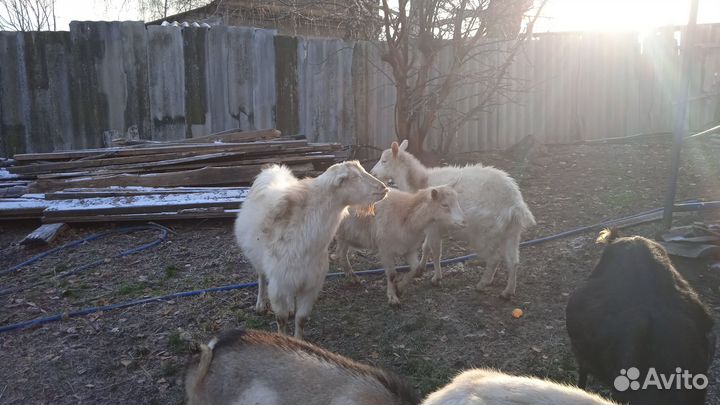 Зааненские козы,альпийские,ламанча