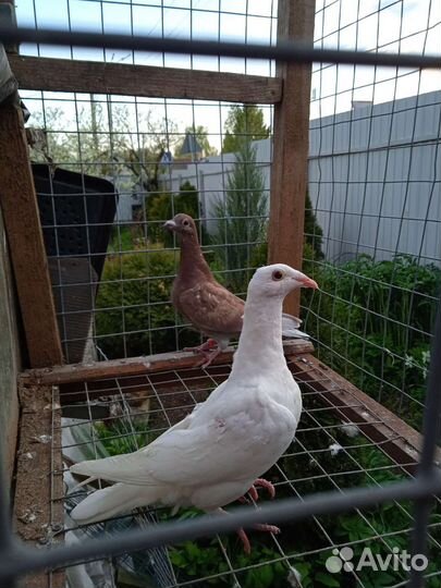 Чехи молодые