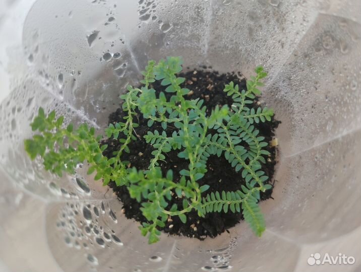 Cелaгинeлла унцината