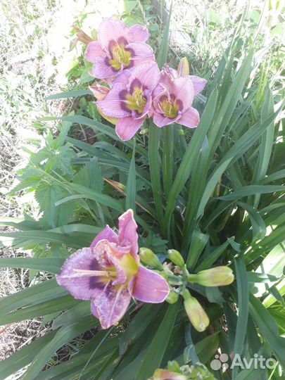 Лилейники сортовые