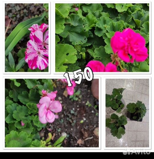 Пеларгония герань сортовая