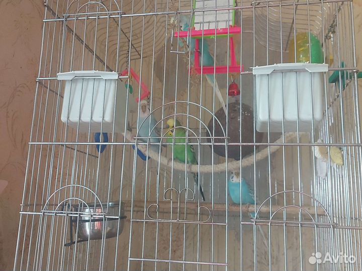 Волнистые попугаи