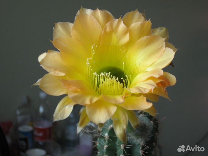 Кактусы echinopsis hybrid (детки)