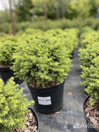 Ель литл джем